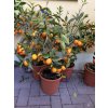 Citrus Kumquat 70 cm