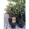 Citrus Kumquat 70 cm