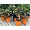 Citrus Kumquat 80 cm