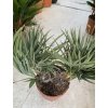 Trithrinax campestris, palma, výška rostliny 40 cm.