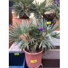 Trithrinax campestris, palma, výška rostliny 40 cm.