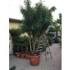 Dracaena Reflexa anita 4m