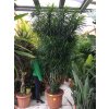 Dracaena Reflexa anita 4m