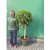 Ficus Benjamina Moclame 160 cm