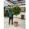 Ficus Benjamina Moclame 160 cm