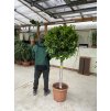Ficus Benjamina Moclame 160 cm