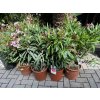 Nerium Oleander 80 cm