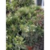 Nerium Oleander 100 cm