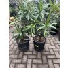 Nerium Oleander 100 cm