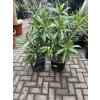 Nerium Oleander 100 cm