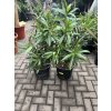 Nerium Oleander 140 cm