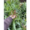 Nerium Oleander 100 cm
