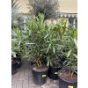 Nerium Oleander 120 cm