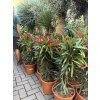Nerium Oleander 80 cm