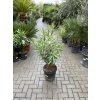 Nerium Oleander 100 cm
