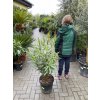 Nerium Oleander 100 cm