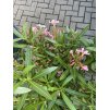 Nerium Oleander 100 cm