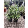 Nerium Oleander 80 cm
