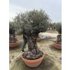 Olea europea - Olivovník 150 cm