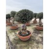 Olea europea - Olivovník 150 cm