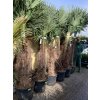 Trachycarpus fortunei, výška 240 cm, kmen 100 cm
