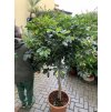 Schefflera 190 cm