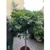 Schefflera 190 cm