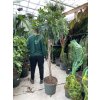 Schefflera 190 cm