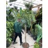 Schefflera 190 cm