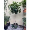 Schefflera 190 cm