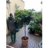 Schefflera 190 cm