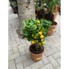 Citrus citrofortunella mitis 75 cm