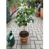 Citrus citrofortunella mitis 75 cm