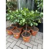 Citrus citrofortunella mitis 75 cm