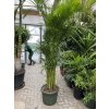 Areca lutescens, chrysalidocarpus, dypsis. 250+ cm