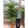 Areca lutescens, chrysalidocarpus, dypsis. 250+ cm