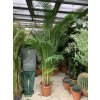 Areca lutescens, chrysalidocarpus, dypsis. 250+ cm