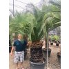 Macrozamia moorei 250 cm