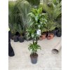 Dracaena dorado 150 cm