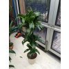 Dracaena dorado 100 cm