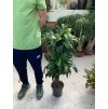 Dracaena dorado 100 cm