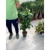 Dracaena dorado 100 cm