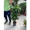 Dracaena dorado 100 cm