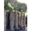 Trachycarpus fortunei, výška 270 cm, kmen 150 cm
