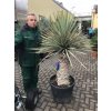 Yucca Rigida, výška rostliny 140 cm, -10°C