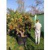 Citrus Kumquat strom