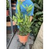 Laurus nobilis , Bobkový list 40 cm