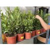 Laurus nobilis , Bobkový list 40 cm