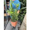 Laurus nobilis , Bobkový list 40 cm