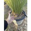 Dasylirion Longissimum 150 cm